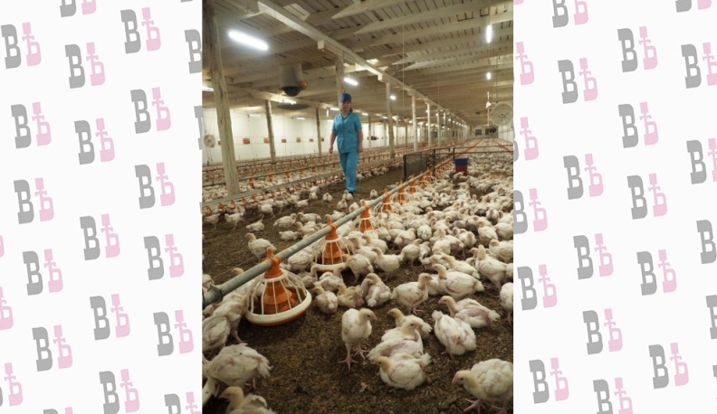 Мяса хватит всем