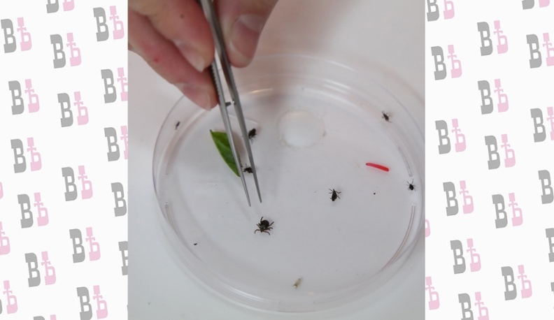 Паразиты на пике