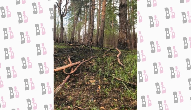 В Тарусском районе потушен лесной пожар