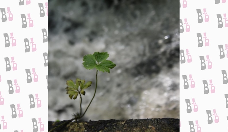 Вода обетованная
