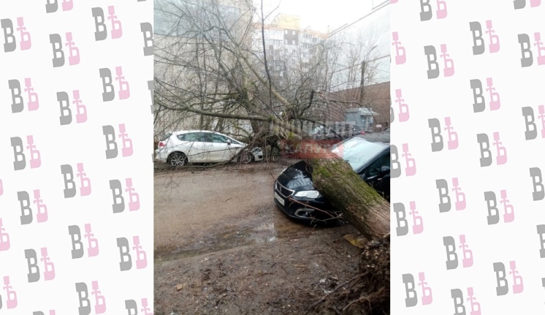 Упавшее в Калуге дерево повредило три машины