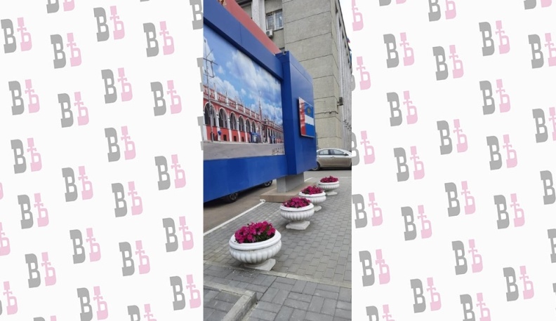 В Калуге высадили 20 тысяч виол и суфриний