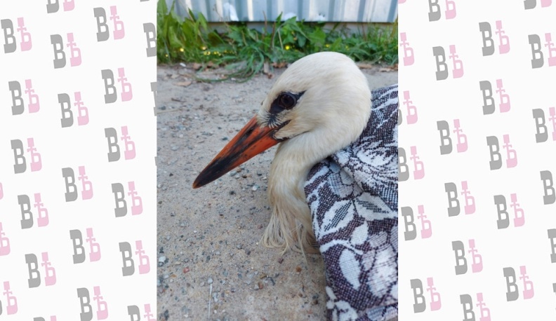 В Калужской области лечат еще одного аиста