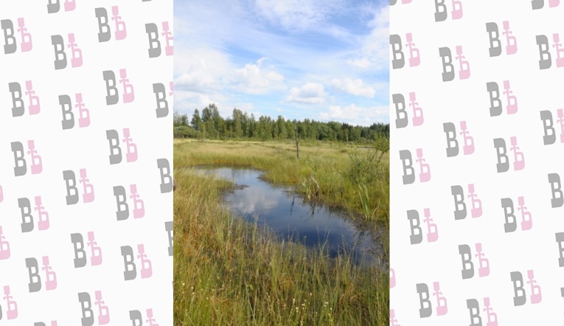 В Боровске «фабричные болота» стали памятником природы