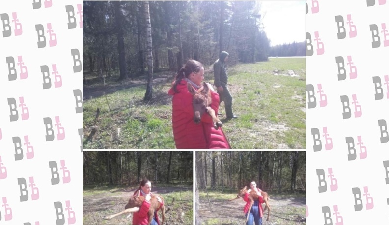 Калужские зоозащитники выходили новорожденного лосенка, оставшегося без мамы