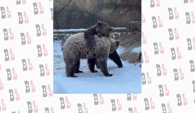 Калужанам посоветовали не фотографировать медведей в лесу