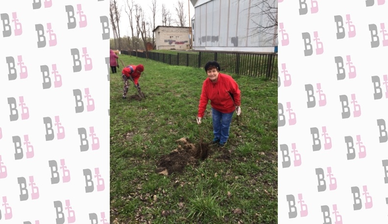 В Жиздре высадили каштаны в память о женщинах-ветеранах