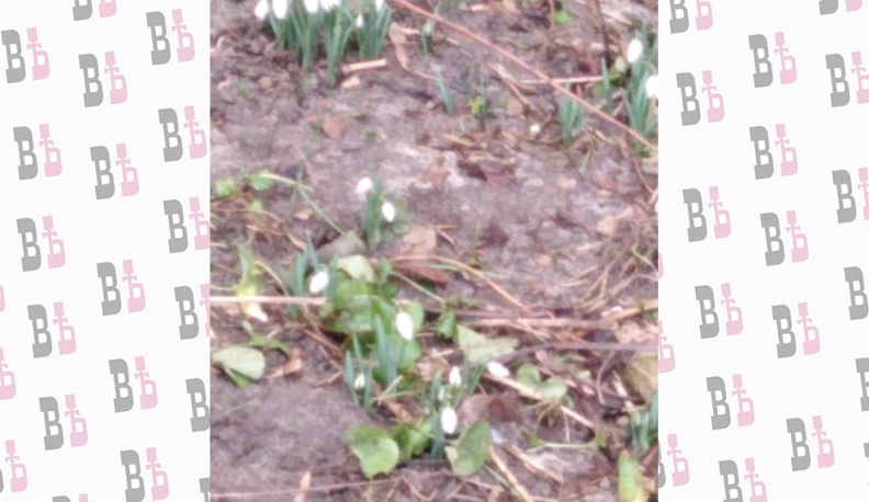 В Калуге распустились подснежники