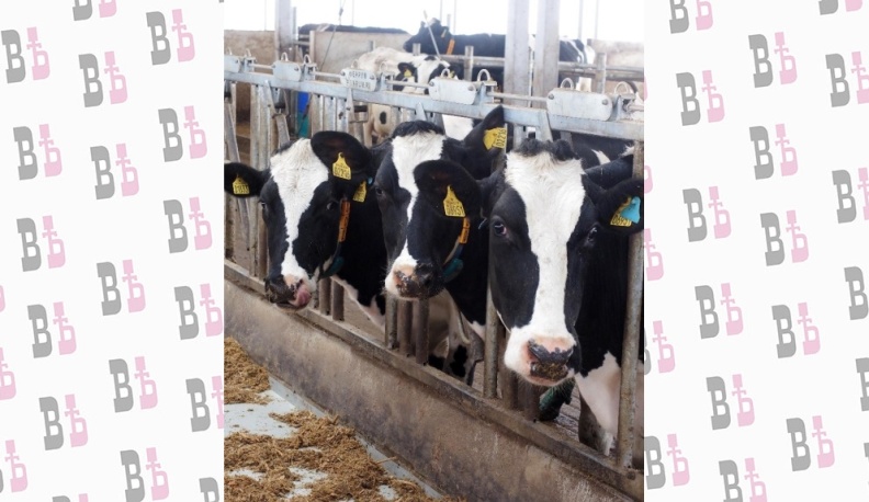 Река из молока