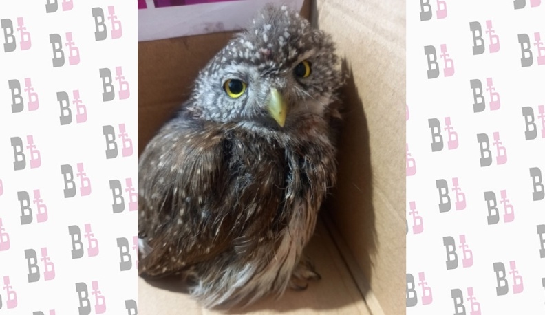 Сухиничские ветеринары спасли жизнь совенку