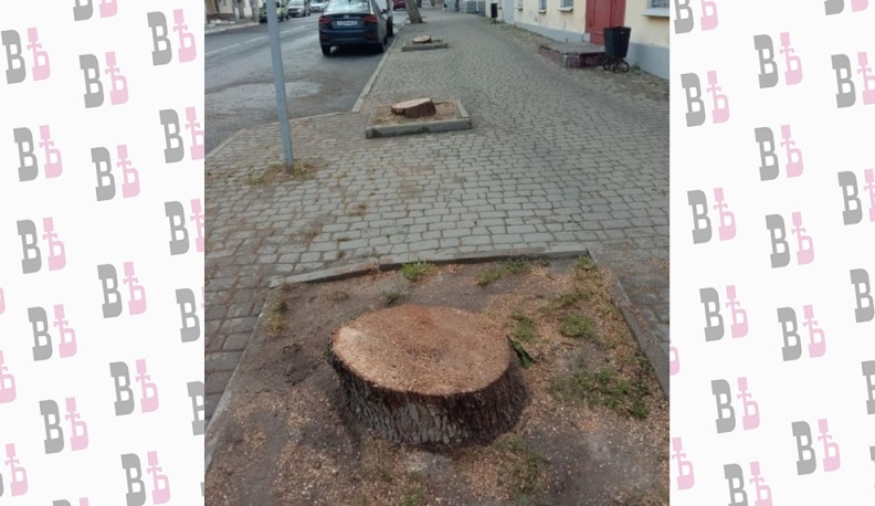 В Калуге на улице Театральной спилили три дерева 