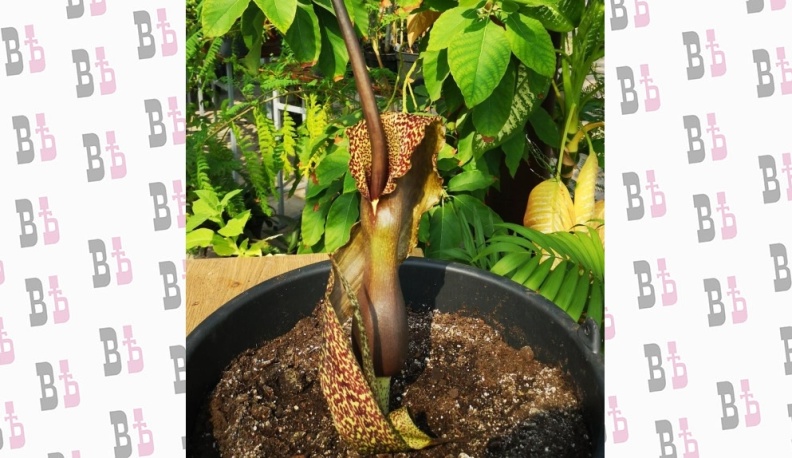 В ботаническом саду Калужского госуниверситета впервые  зацвела лилия Вуду