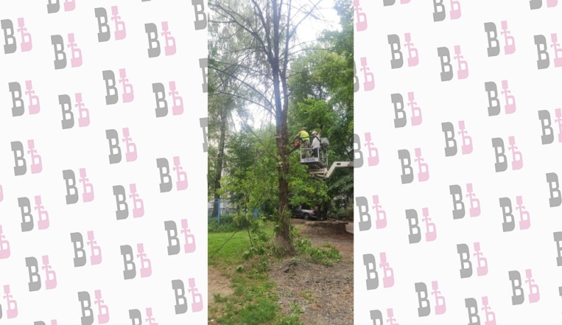 С начала года в Калуге спилили более тысячи деревьев