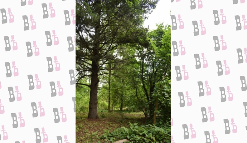 А в городе том сад...