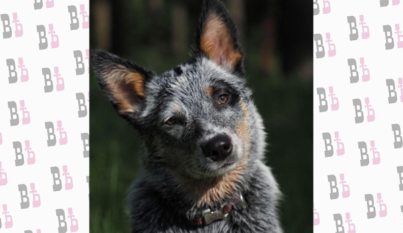 Владислав Шапша поручил разобраться в конфликтной ситуации в приюте для бездомных животных