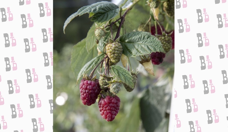 Садоводство является приоритетной отраслью АПК Калужской области