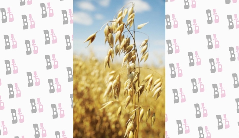 Качественные семена - залог хорошего урожая 