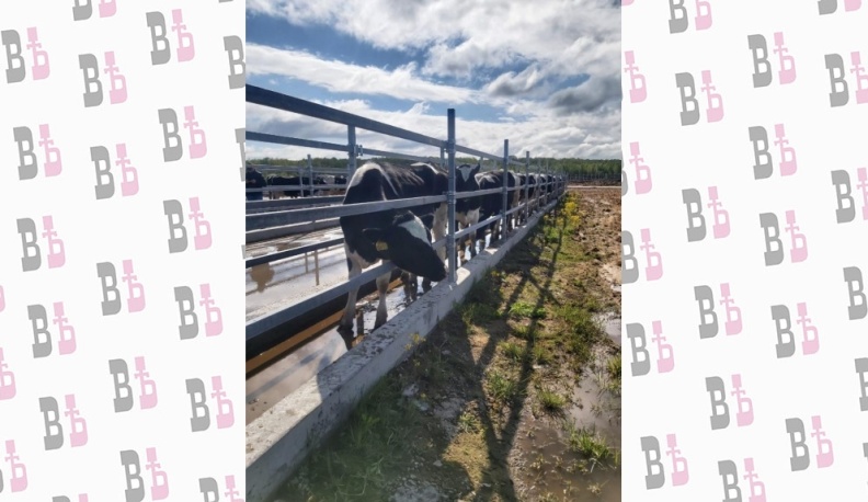 В Куйбышевском районе вырастили и продали первую партию племенных телят голштинской породы