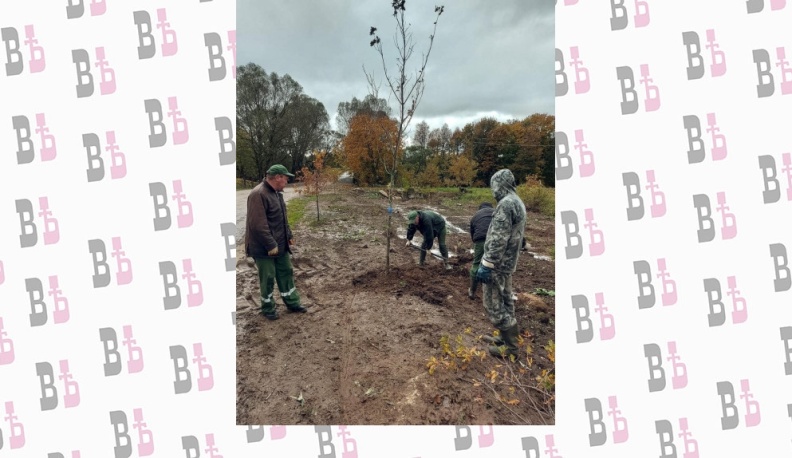 В Ферзиковском районе высадили молодые дубы