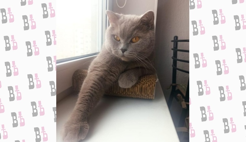 Калужанам предлагают похвастаться своими кошечками