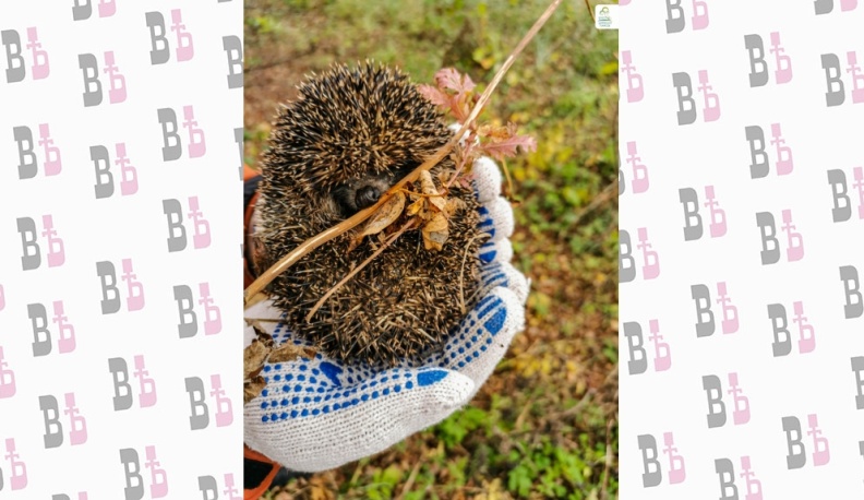 В Калуге начался сезон осенних субботников