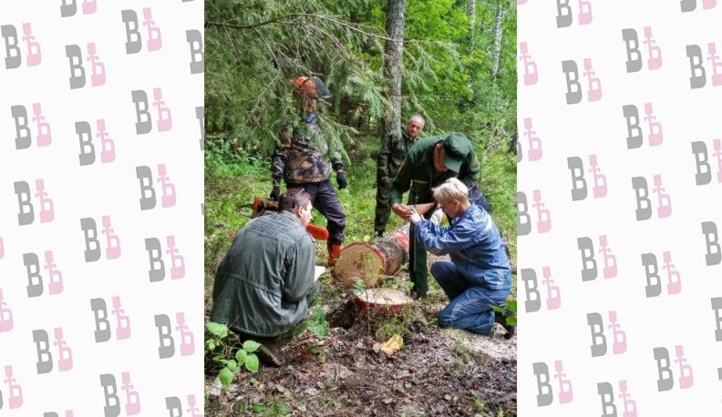 Лес пилят - щепки не летят
