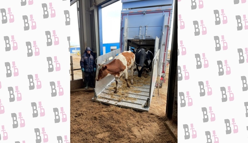 Молочный комплекс Козельского района пополнился почти двумя сотнями животных