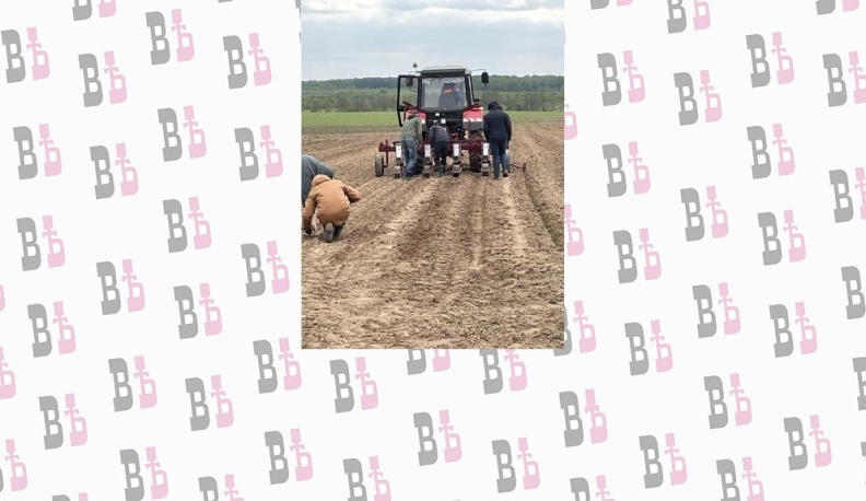 В Медынском районе будут выращивать лекарственные травы в промышленном масштабе