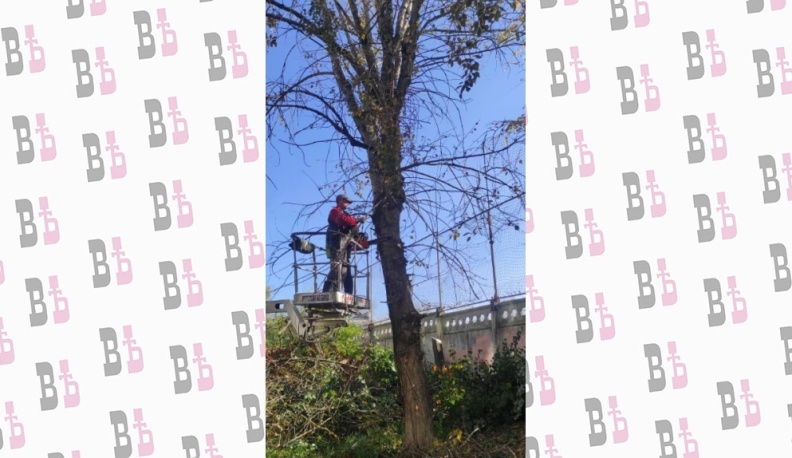 В Калуге за девять месяцев с начала года спилили больше полутора тысяч деревьев