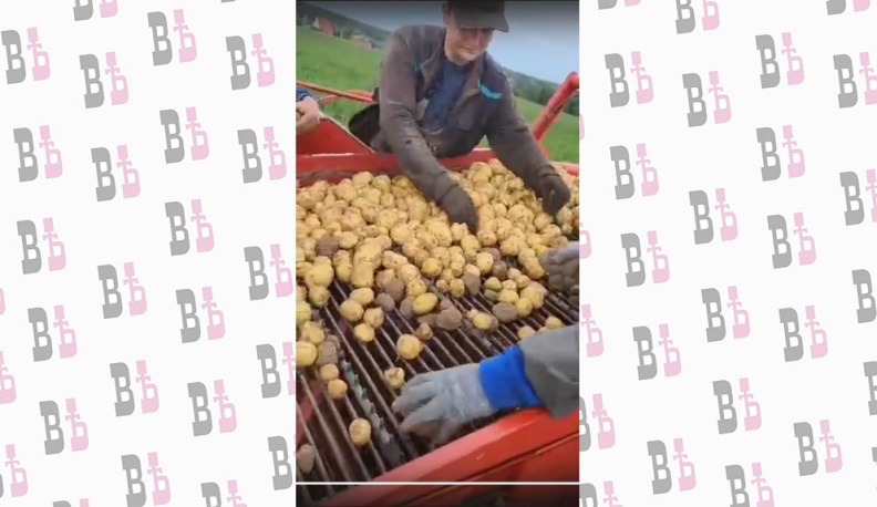 Уборка картофеля в ООО «Родина» Малоярославецкого района.