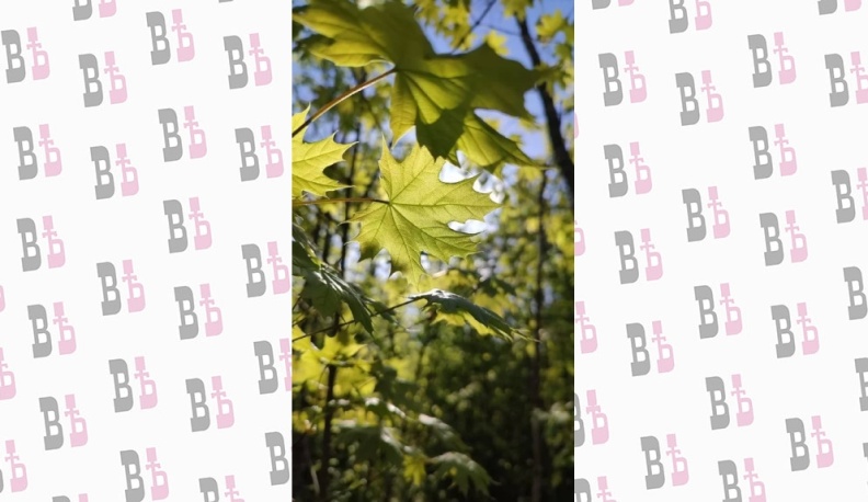 Дмитрий Денисов проанонсировал назначение главного садовника Калуги