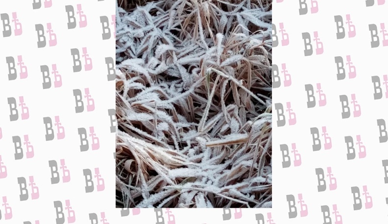 В Калужской области прогнозируют ночные заморозки