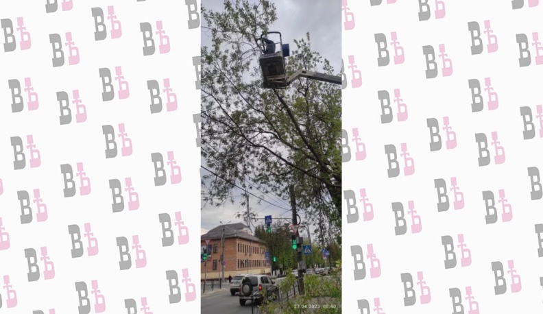 В Калуге с начала года спилили 357 старых деревьев