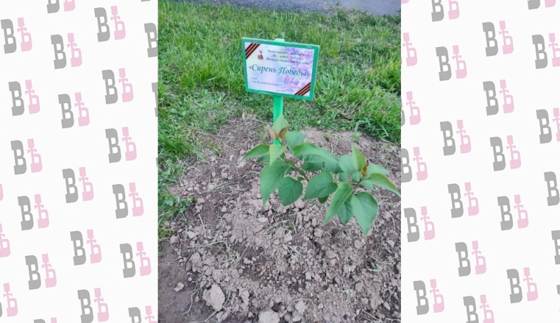 В Ерденевской средней школе накануне Дня Победы открыли Сиреневую аллею