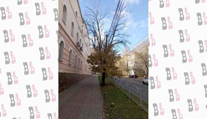 Озеленение до … позеленения