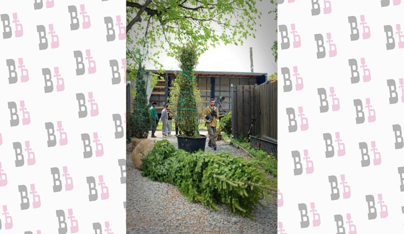 В Тарусе в Саду Ракицкого приступили к восстановлению ботанической коллекции 