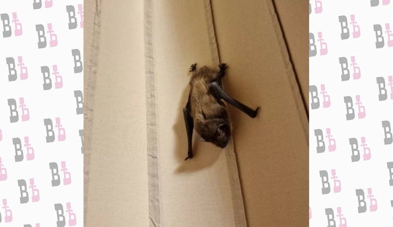 Владислав Шапша рассказал о спасённой им летучей мыши