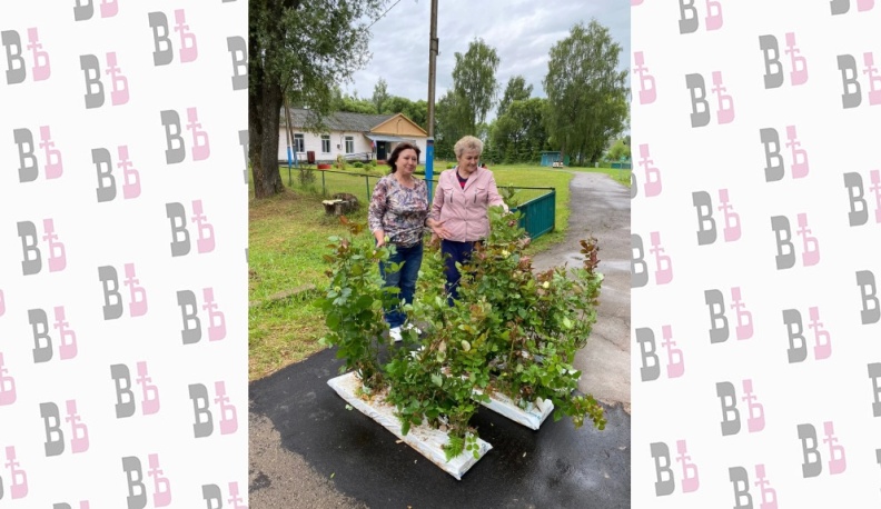 Кусты роз украсят социальные учреждения Мосальского района