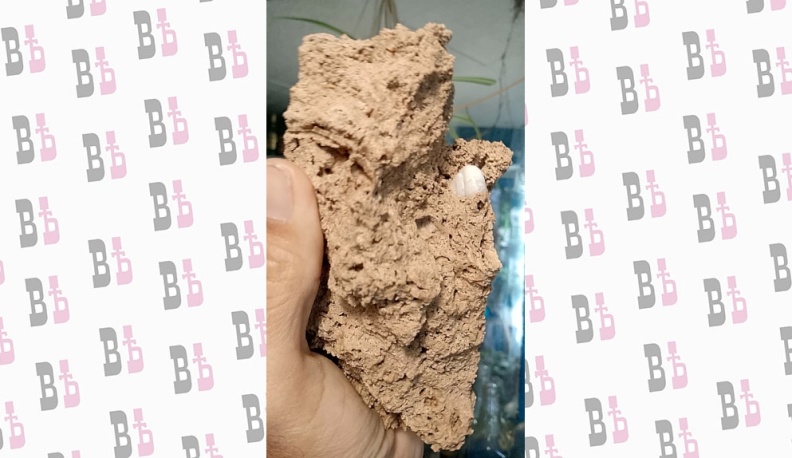 Раковина улитки в травертине