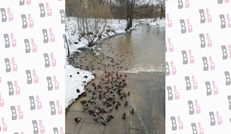 Для кого  батон крошим?