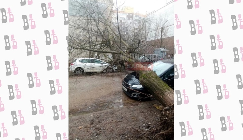 Упавшее в Калуге дерево повредило три машины