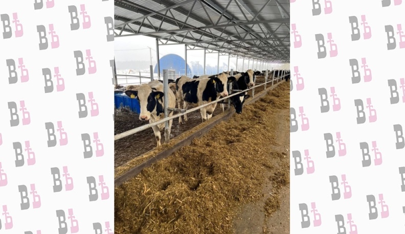 Аграрии обсудили планы дальнейшего развития племенного животноводства в Калужской области 