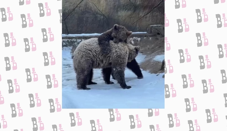 Калужанам посоветовали не фотографировать медведей в лесу