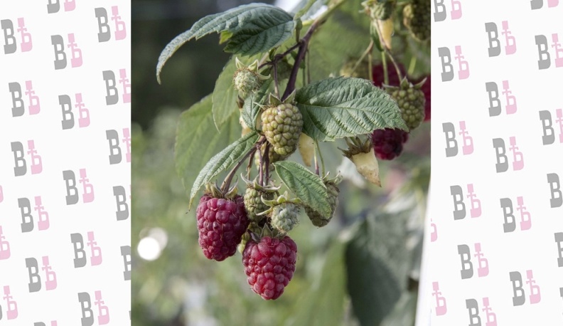 Садоводство является приоритетной отраслью АПК Калужской области