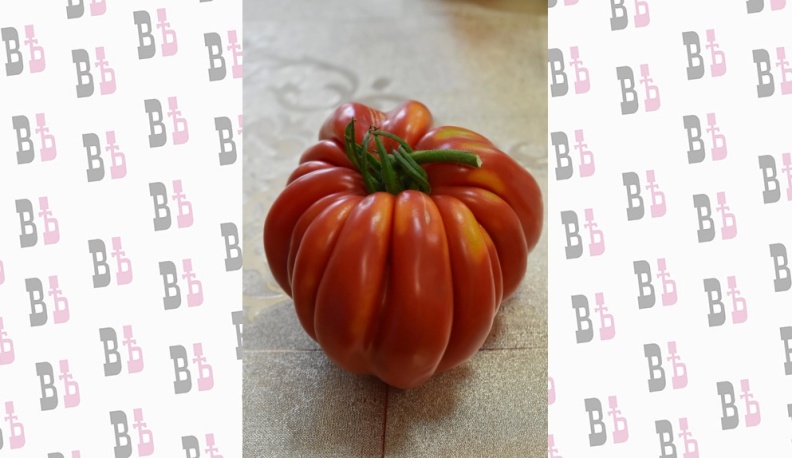 Кировские дачницы презентовали лучшие сорта томатов