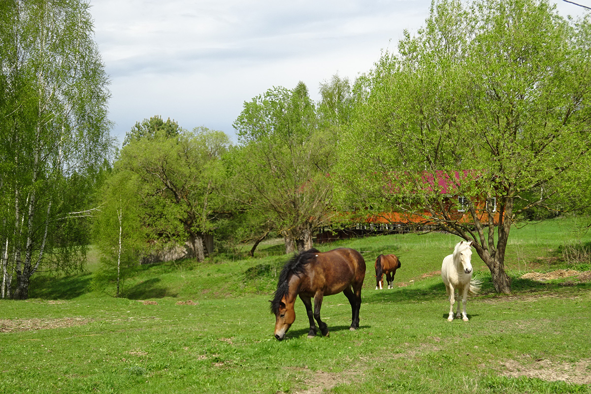 Добрый яр.jpg