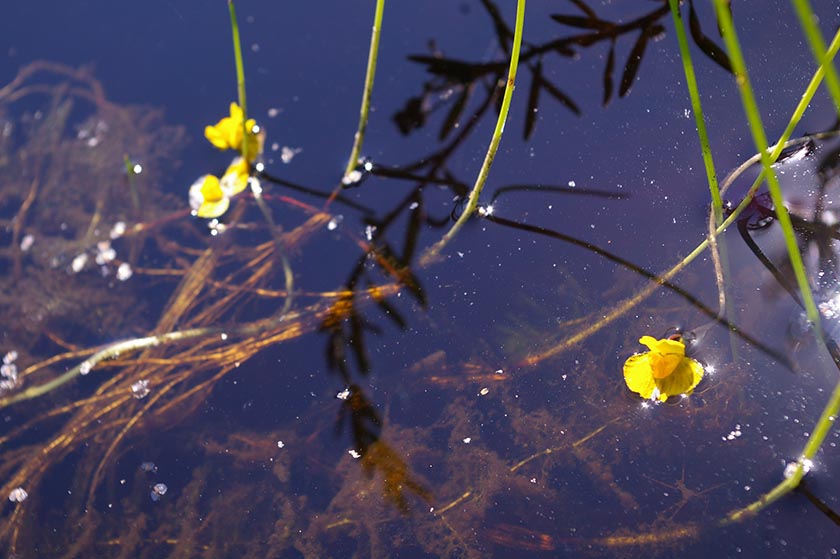 9. Пузырчатка.JPG