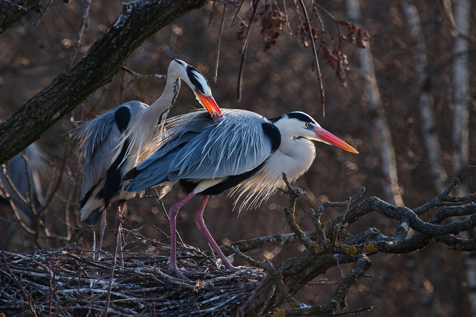 Чёрные аисты.jpg