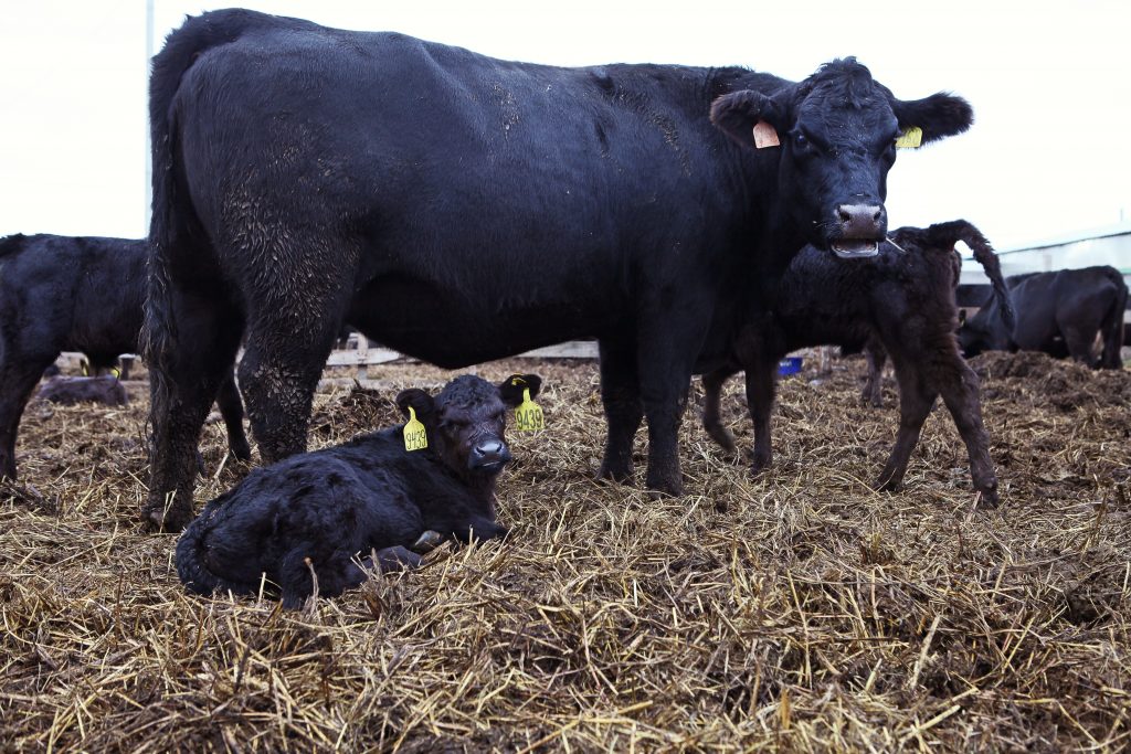 Животные ангусской породы красивы и внушительны. В хозяйстве им привольно и сытно.jpg