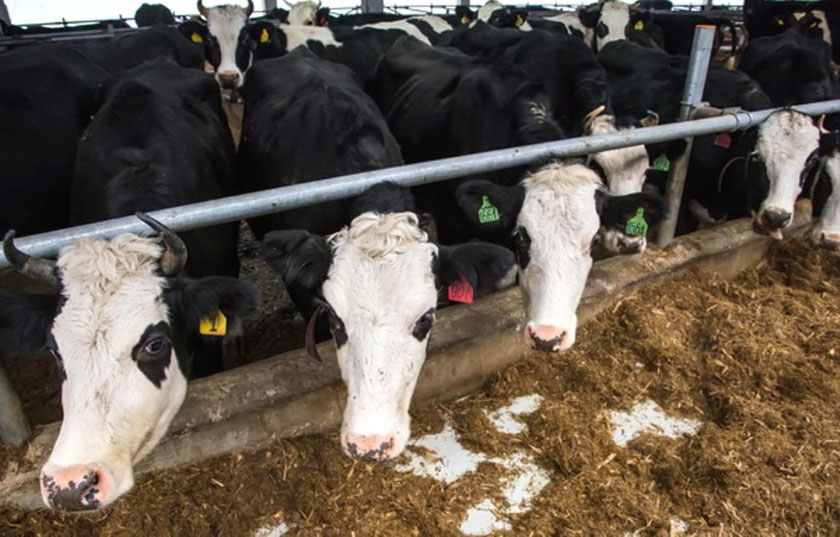 Производство молока 2019_12_0100345345.jpg